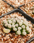 Frithia pulchra - Fairy Elephant's Feet - Vivid Root