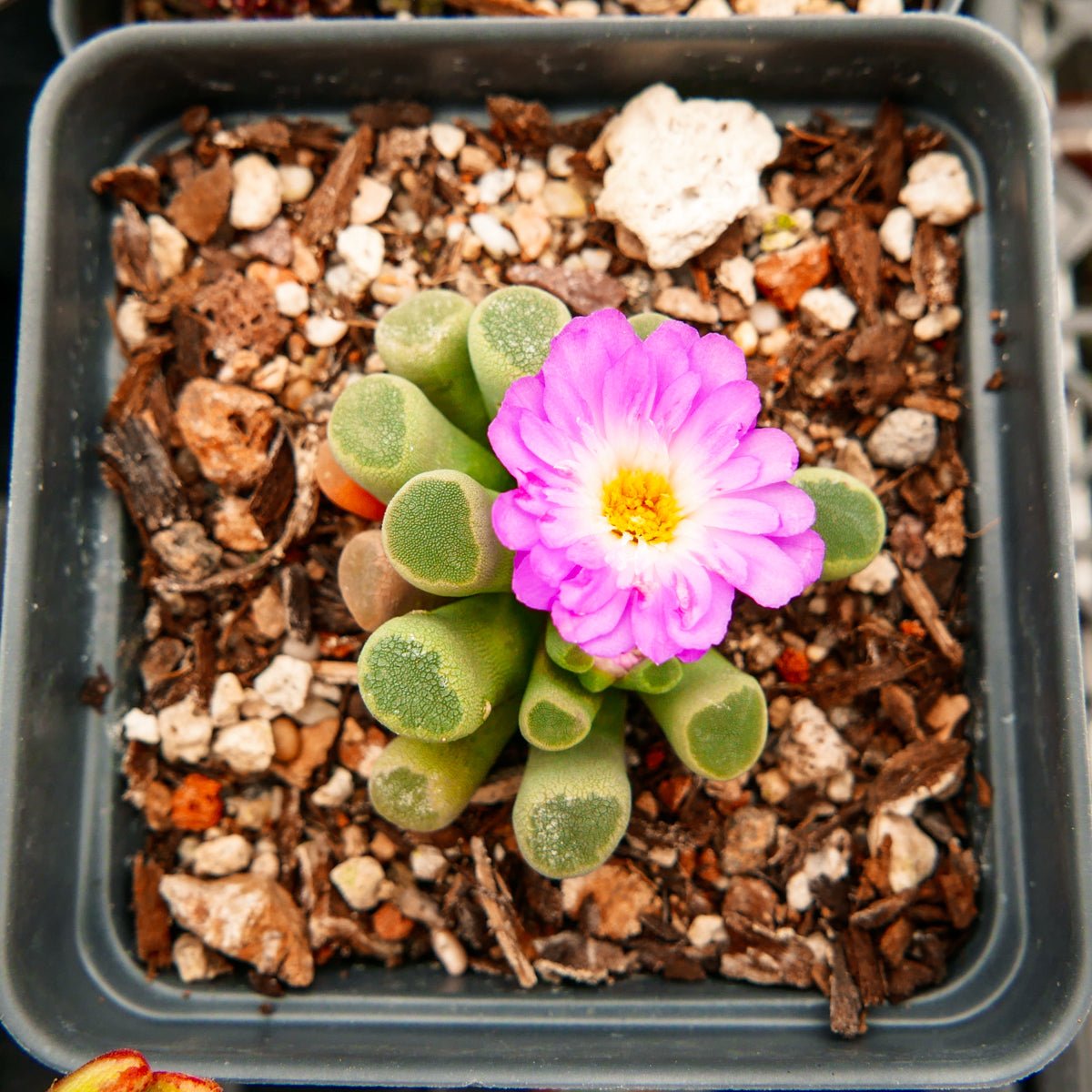 Frithia pulchra - Fairy Elephant's Feet - Vivid Root