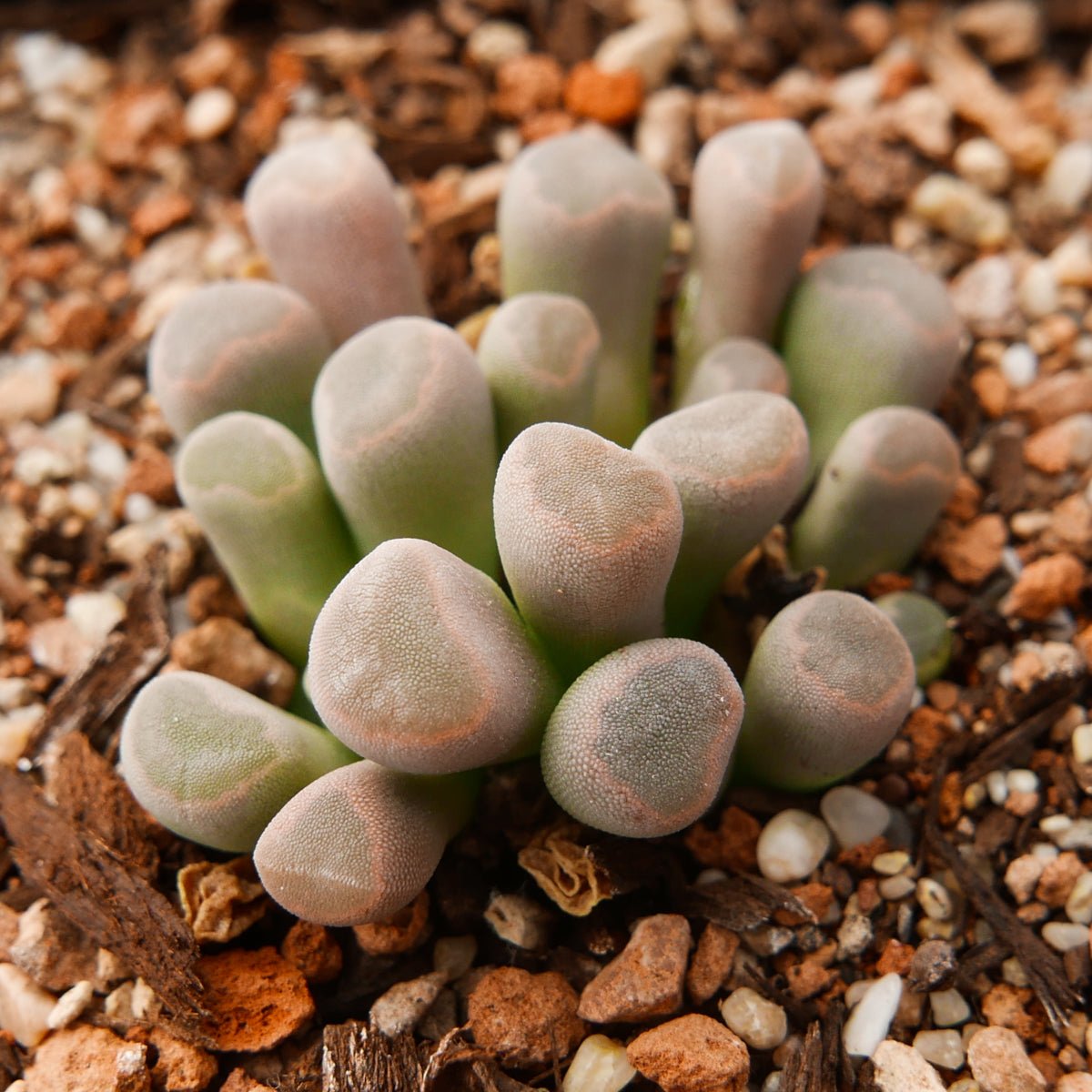 Frithia pulchra - Fairy Elephant's Feet - Vivid Root