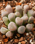 Frithia pulchra - Fairy Elephant's Feet - Vivid Root