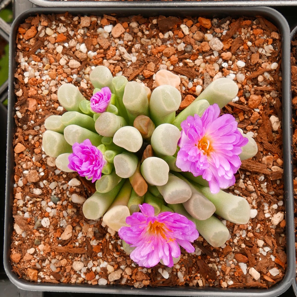 Frithia pulchra - Fairy Elephant's Feet - Vivid Root