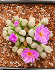 Frithia pulchra - Fairy Elephant's Feet - Vivid Root