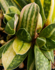 Gasteria gracilis variegata - Vivid Root