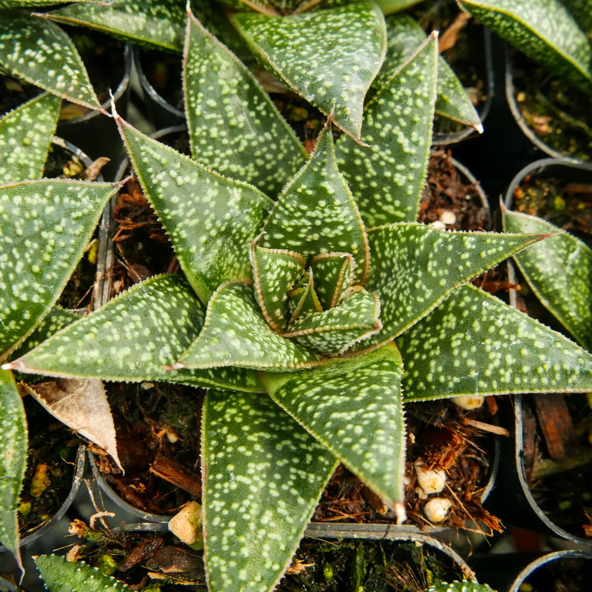 Gasteria 'Green Star' - Vivid Root