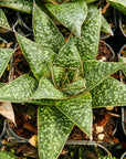 Gasteria 'Green Star' - Vivid Root