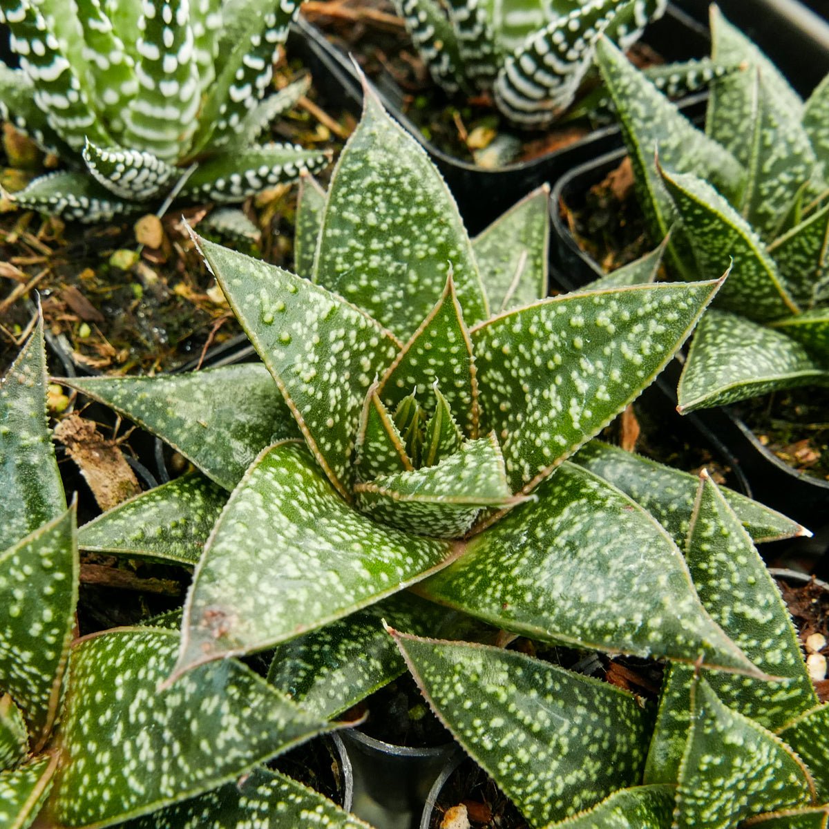 Gasteria 'Green Star' - Vivid Root