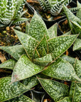 Gasteria 'Green Star' - Vivid Root