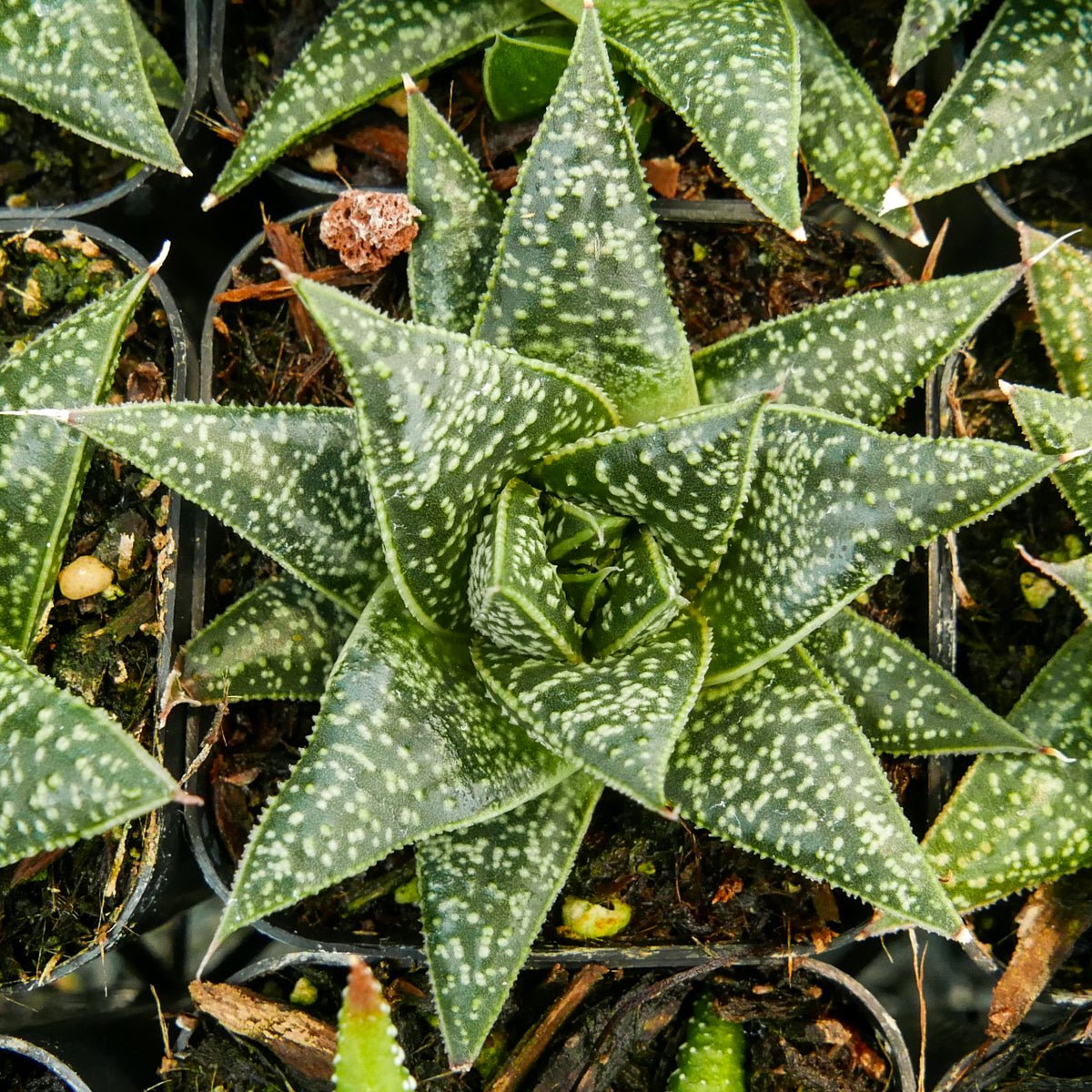 Gasteria 'Green Star' - Vivid Root