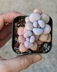 Graptopetalum amethystinum - Lavender Pebbles - Vivid Root