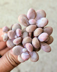 Graptopetalum amethystinum - Lavender Pebbles - Vivid Root