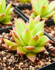 Graptopetalum macdougallii - Vivid Root