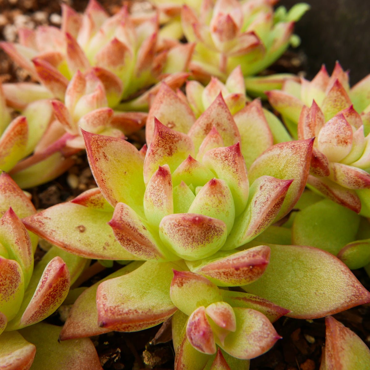 Graptopetalum macdougallii - Vivid Root