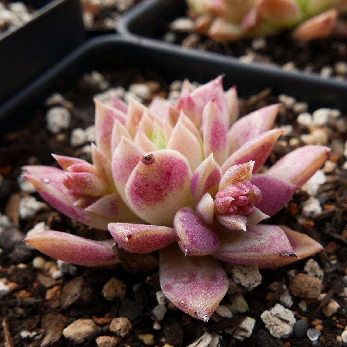 Graptopetalum macdougallii - Vivid Root