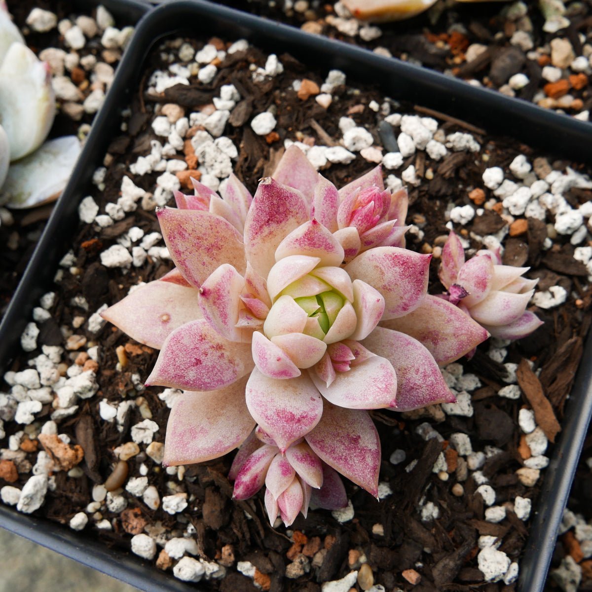 Graptopetalum macdougallii - Vivid Root