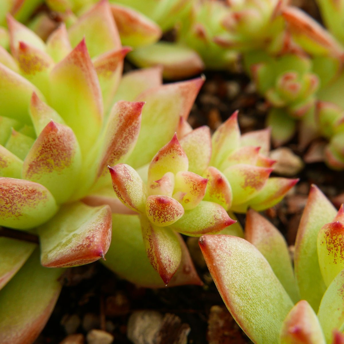 Graptopetalum macdougallii - Vivid Root