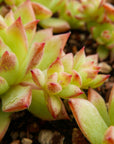 Graptopetalum macdougallii - Vivid Root