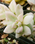 Graptopetalum 'Mirinae' variegated - Vivid Root
