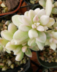 Graptopetalum 'Mirinae' variegated - Vivid Root