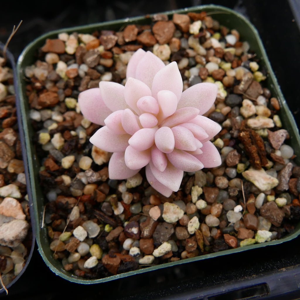Graptopetalum 'Mirinae' variegated - Vivid Root