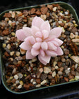 Graptopetalum 'Mirinae' variegated - Vivid Root