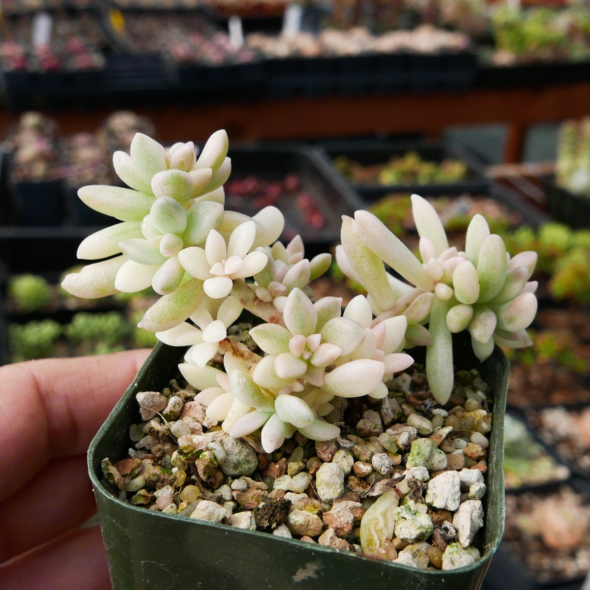 Graptopetalum 'Mirinae' variegated - Vivid Root