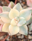 Graptoveria titubans variegated - Vivid Root