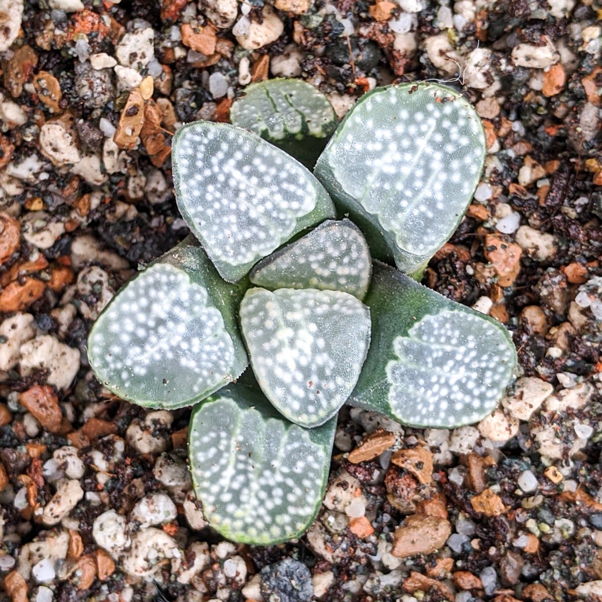 Haworthia groenwaldii - Vivid Root