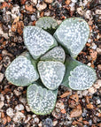 Haworthia groenwaldii - Vivid Root