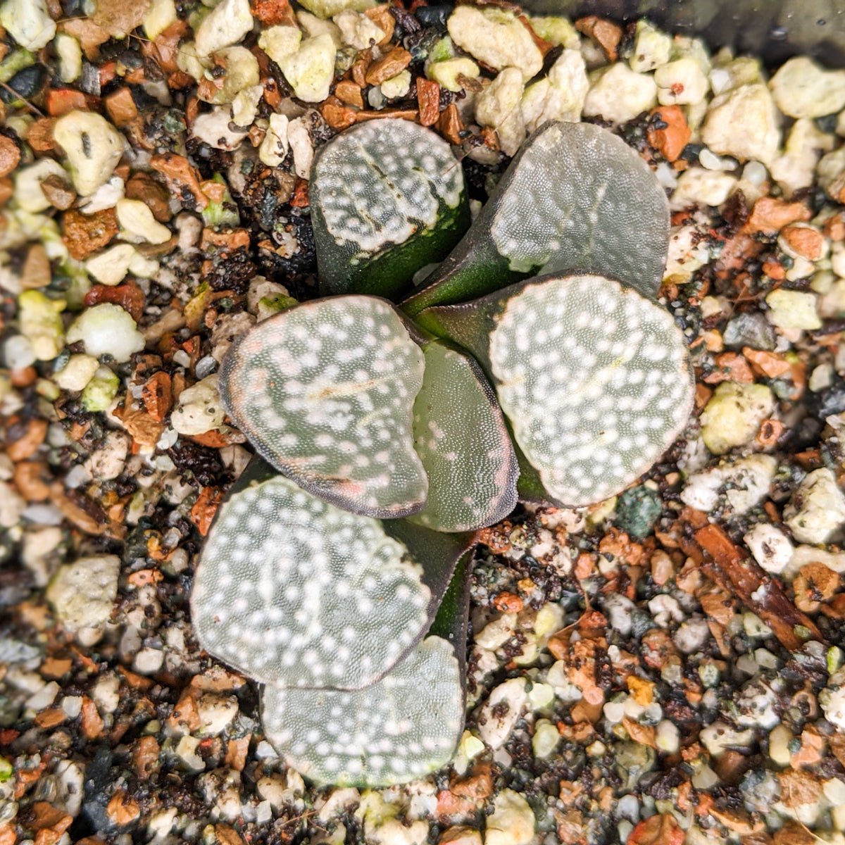 Haworthia groenwaldii - Vivid Root