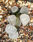 Haworthia groenwaldii - Vivid Root