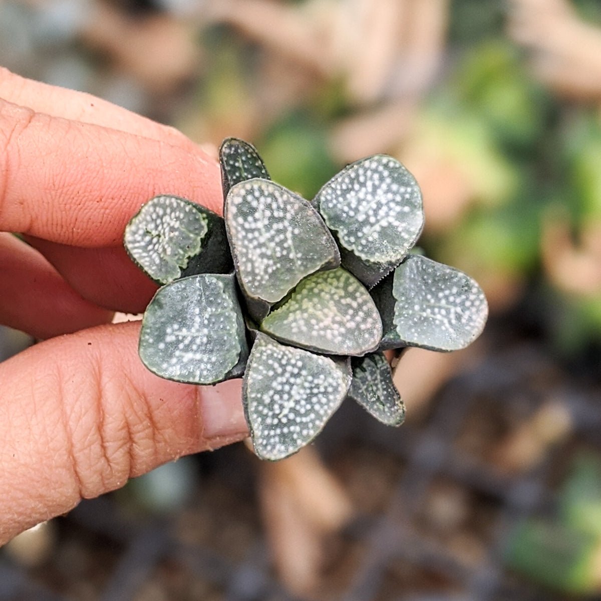 Haworthia groenwaldii - Vivid Root
