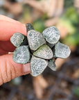Haworthia groenwaldii - Vivid Root