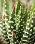 Haworthia reinwardtii f. chalumnensis - Vivid Root