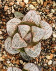 Haworthia splendens 'Aries' - Vivid Root