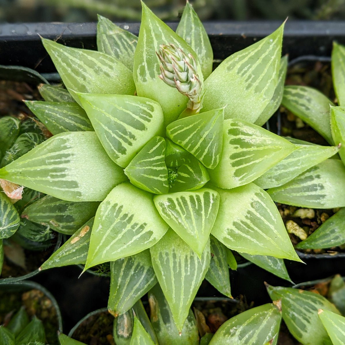 Haworthia turgida - Vivid Root