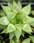 Haworthia turgida - Vivid Root