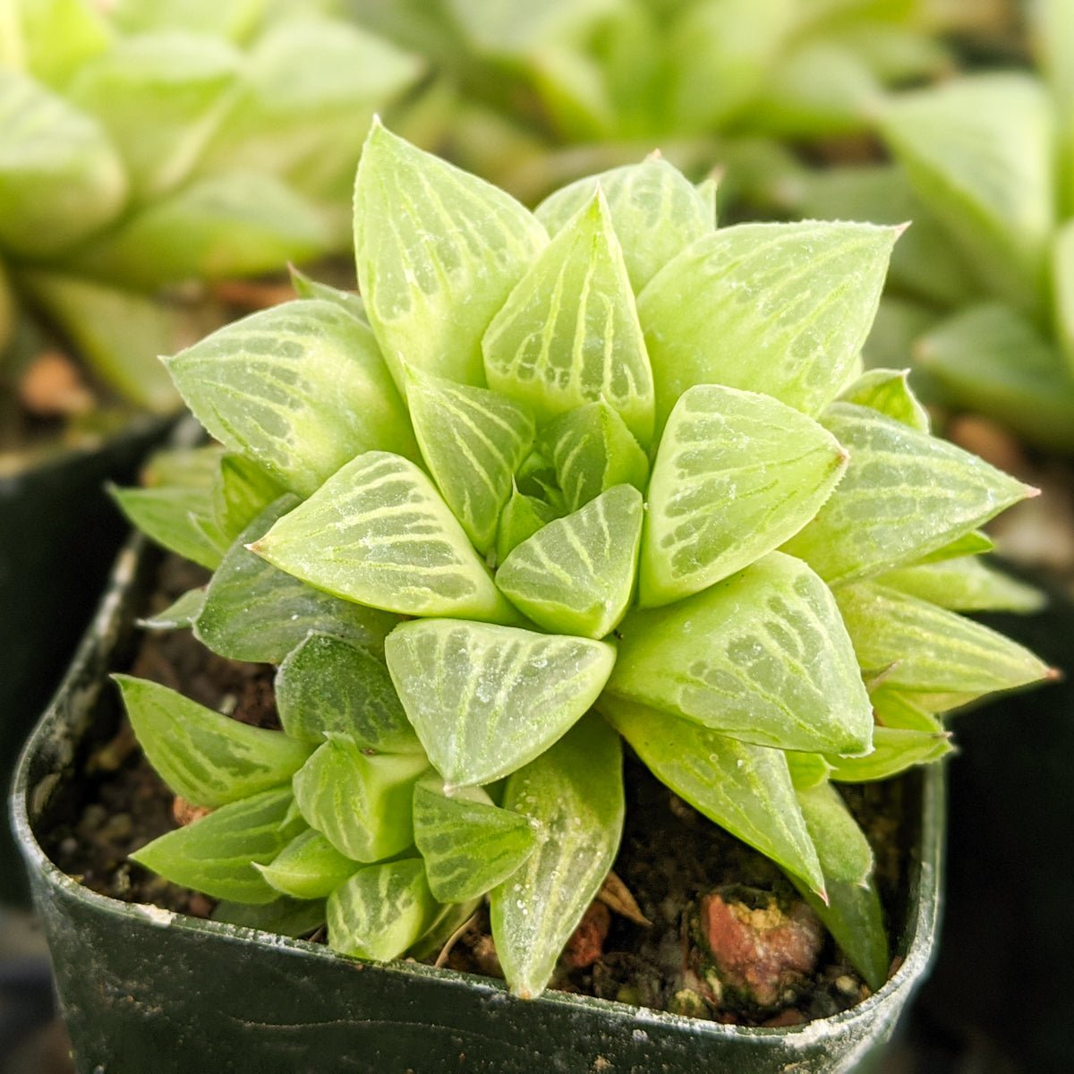 Haworthia turgida - Vivid Root