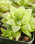 Haworthia turgida - Vivid Root