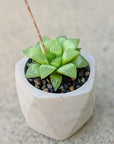 Haworthia turgida - Vivid Root