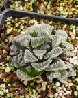 Haworthia 'Yuki Usagi' - Snow Rabbit - Vivid Root
