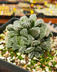 Haworthia 'Yuki Usagi' - Snow Rabbit - Vivid Root