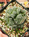 Haworthia 'Yuki Usagi' - Snow Rabbit - Vivid Root