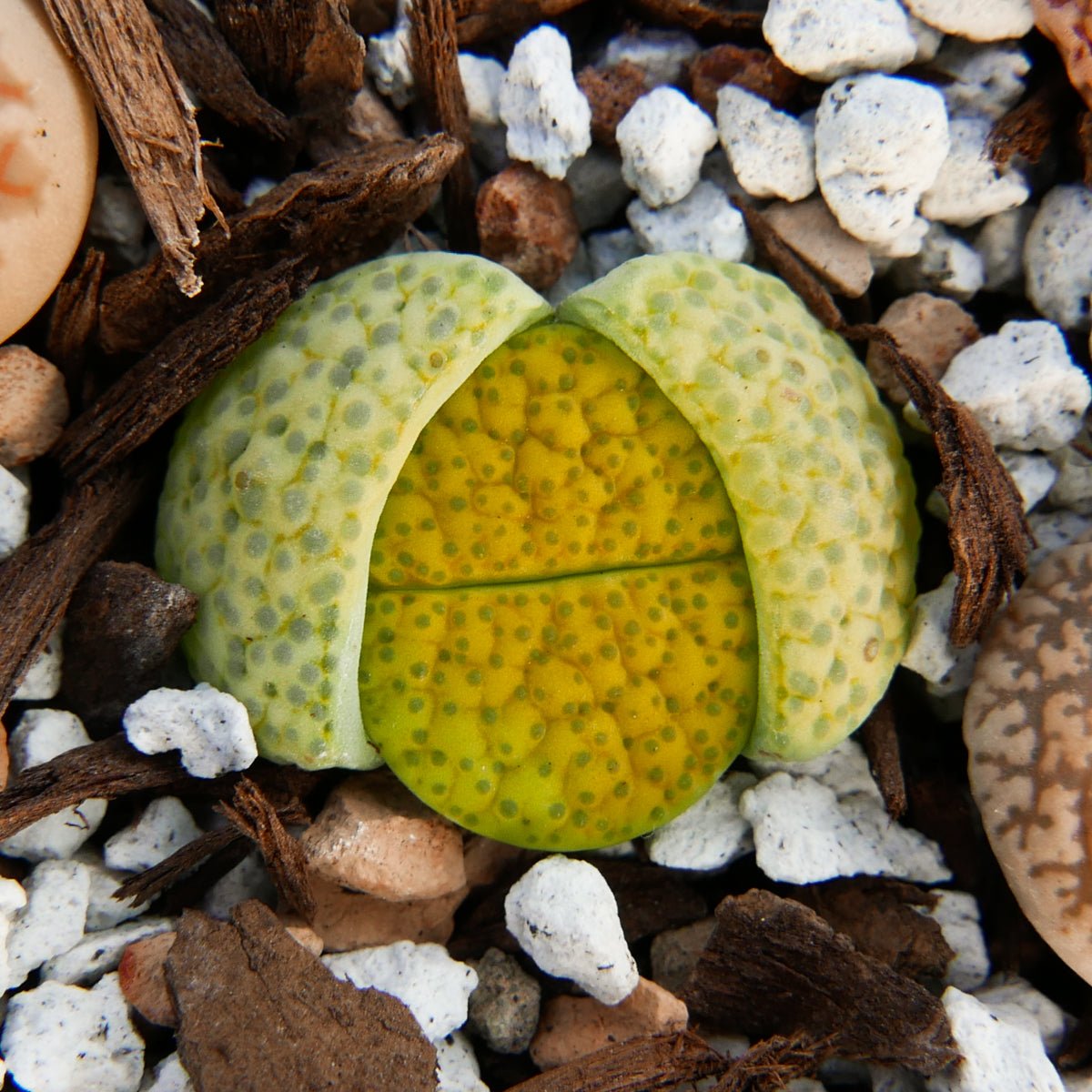 Lithops Mix - 6 heads - Vivid Root