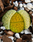 Lithops Mix - 6 heads - Vivid Root