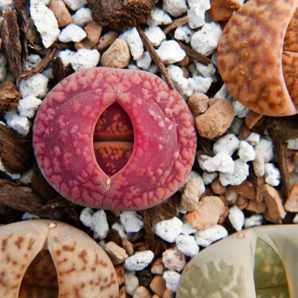 Lithops Mix - 6 heads - Vivid Root
