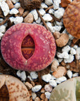 Lithops Mix - 6 heads - Vivid Root