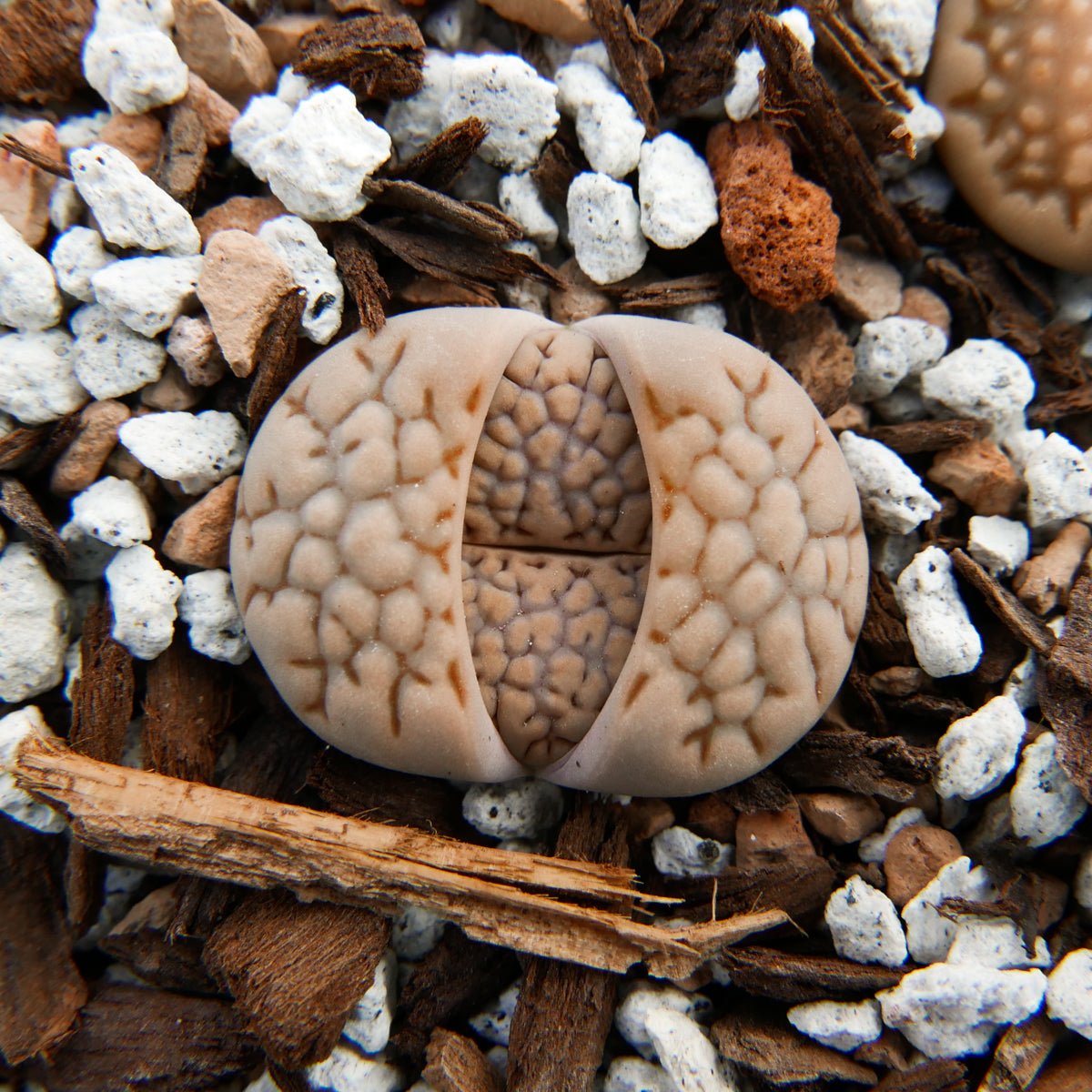 Lithops Mix - 6 heads - Vivid Root