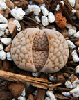 Lithops Mix - 6 heads - Vivid Root