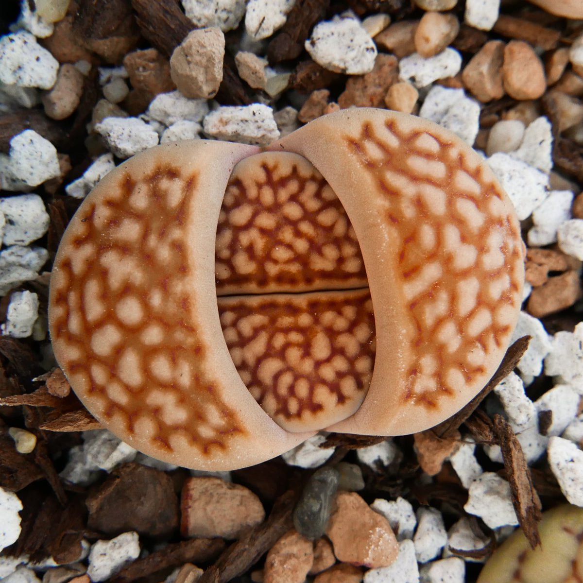 Lithops Mix - 6 heads - Vivid Root