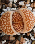 Lithops Mix - 6 heads - Vivid Root